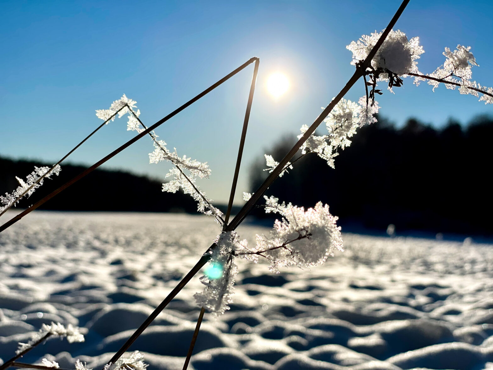 Nyhetsbrev vinter